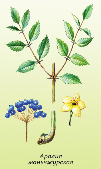 Файл:Aralia-manjchjyiiskaya.jpg