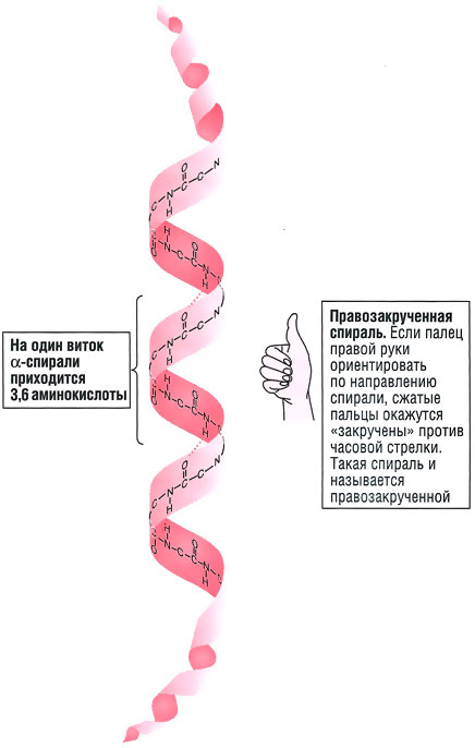 Файл:Bio wiki 7 3.jpg