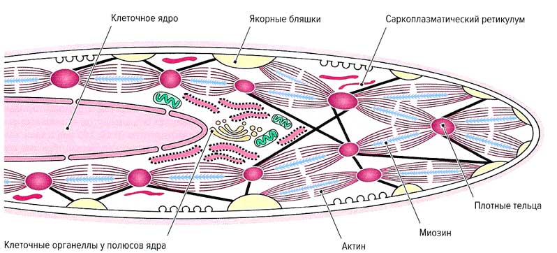Файл:Mishci sport66.jpg