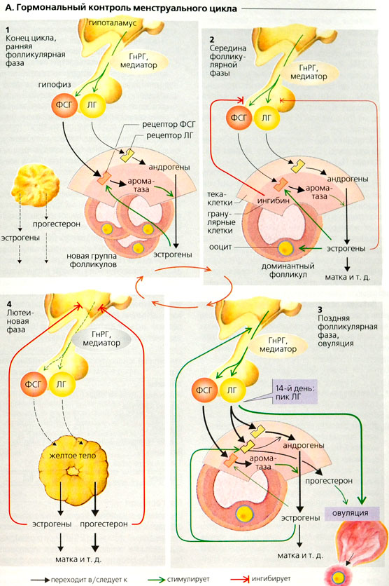 Схема регуляции репродуктивной функции женщины