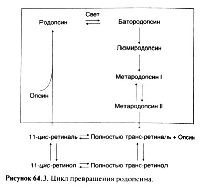 Схема фотохимического зрительного цикла