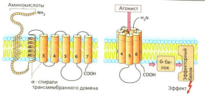 Рецепторы, связанные G-белком