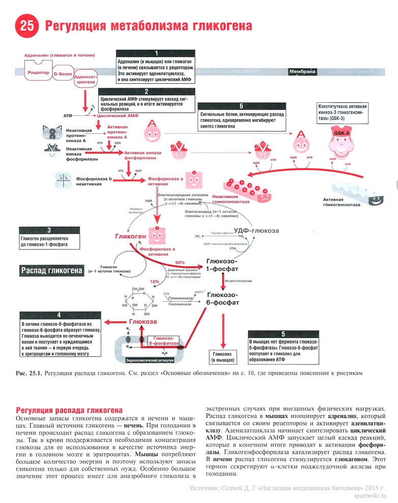 Файл:Scan60 1.jpg