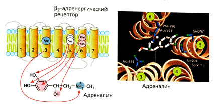 А. Взаимодействие адреналина с β2-адренергическим рецептором