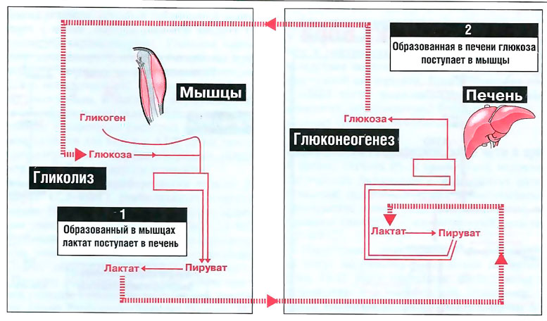 Файл:Bio wiki 17 2.jpg