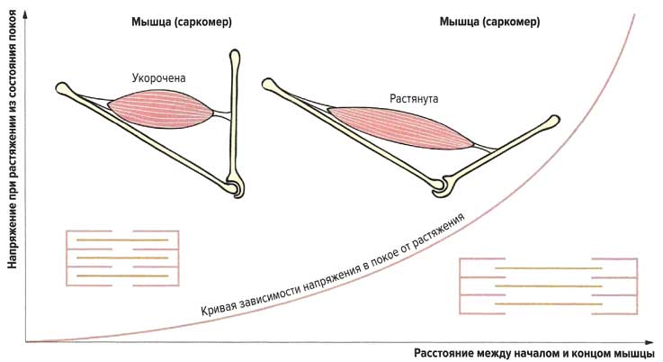Файл:Mishci sport153.jpg