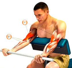 Мышцы, работающие при подъеме на бицепс сидя на тренажере: 1 — бицепс; 2 — плечелучевая