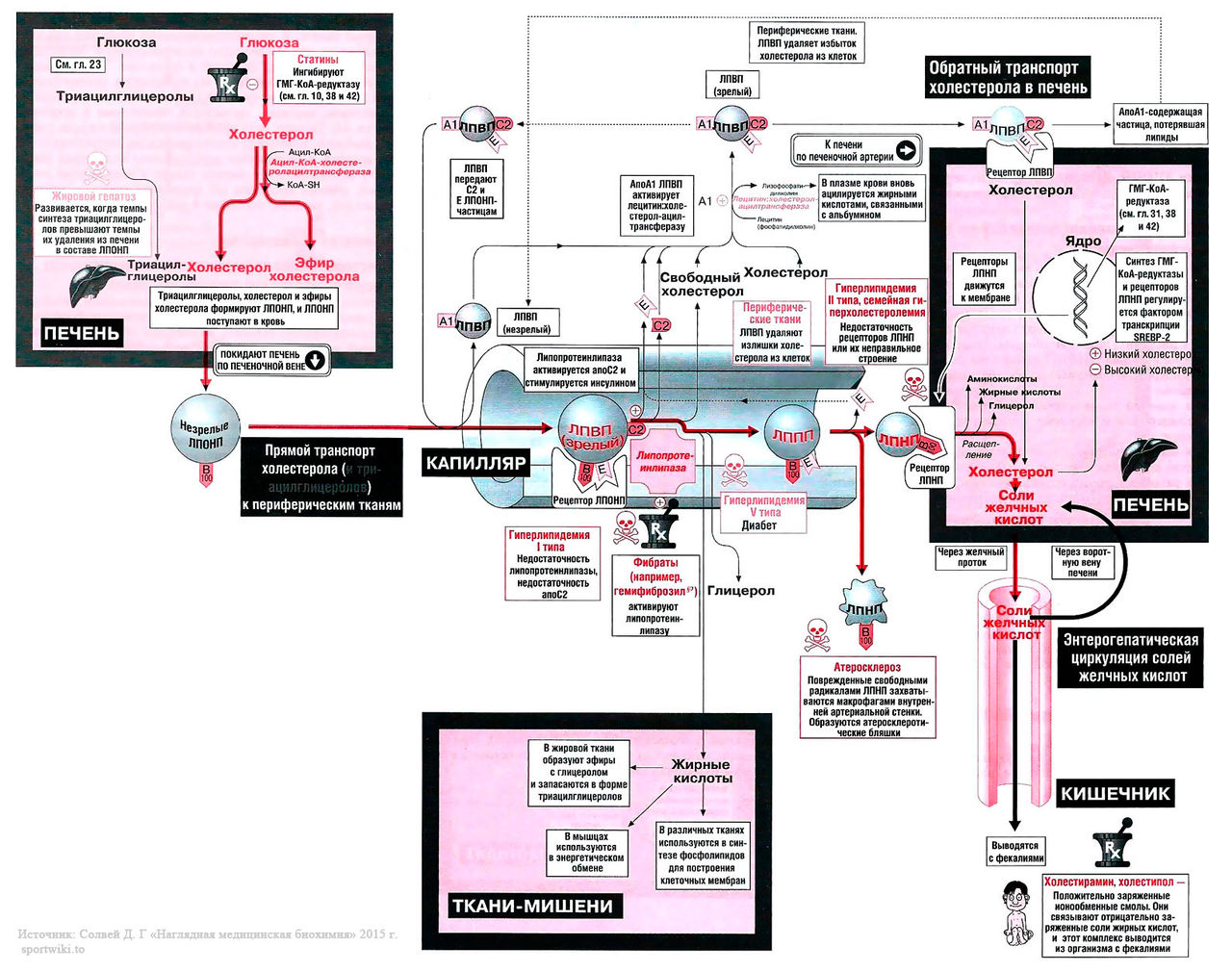 Файл:Bio wiki 39 2.jpg