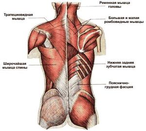 Мышцы спины — SportWiki энциклопедия