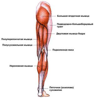 Стопа: анатомия (кости, суставы), особенности строения, своды