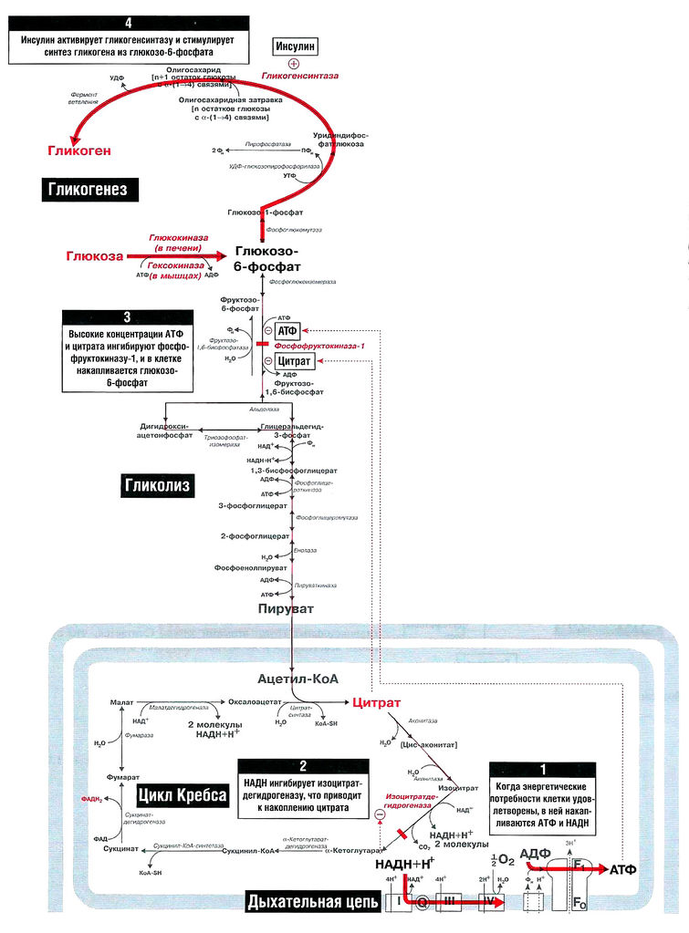 Файл:Bio wiki 21 1.jpg
