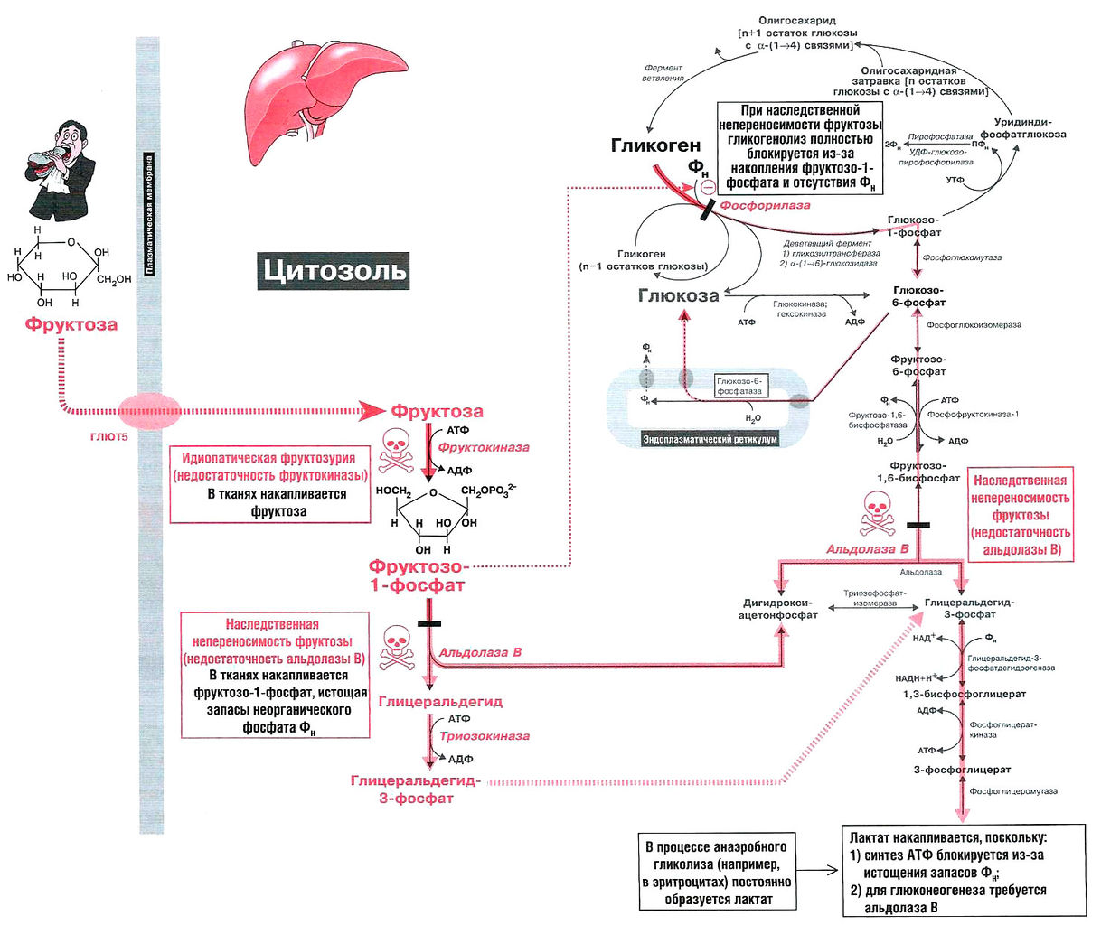 Файл:Bio wiki 22 3.jpg