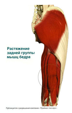 Рекомендации профессионалов по лечению растяжений мышц