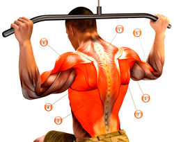 Мышцы, работающие в тяге вертикального тренажера: 1 — трапециевидная; 2 — широчайшая мышца спины; 3 — малая круглая; 4 — большая круглая; 5 — бицепс; 6 — дельтовидная; 7 — подостная