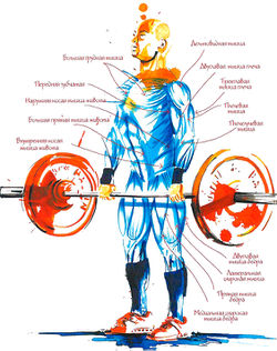 Работающие мышцы при становой тяге, вид спереди
