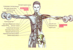 Мышцы рук участвующие в выполнении упражнения