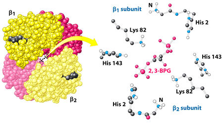 Пространственная структура молекулы дезоксигемоглобина с полостью для присоединения 2,3-бисфосфоглицерата