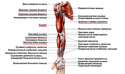Частичный разрыв надостной мышцы плечевого сустава