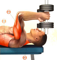 Мышцы, работающие во французском жиме гантелей лежа: 1 — трицепс; 2 — трапециевидная; 3 — широчайшая мышца спины