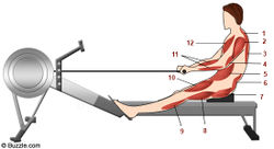 Мышцы, участвующие в движении: 1 - трапеции; 2 - дельтовидные; 3 - ромбовидные; 4 - трицепс; 5 - прямые мышцы живота; 6 - мышцы разгибающие позвоночник; 7 - ягодичные; 8 - бицепс бедра; 9 - икроножная и камбаловидная мышцы; 10 - квадрицепс; 11 - разгибатели и сгибатели запястья; 12 - большие грудные.