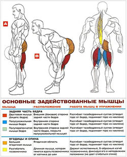 Румынская тяга со штангой какие мышцы работают