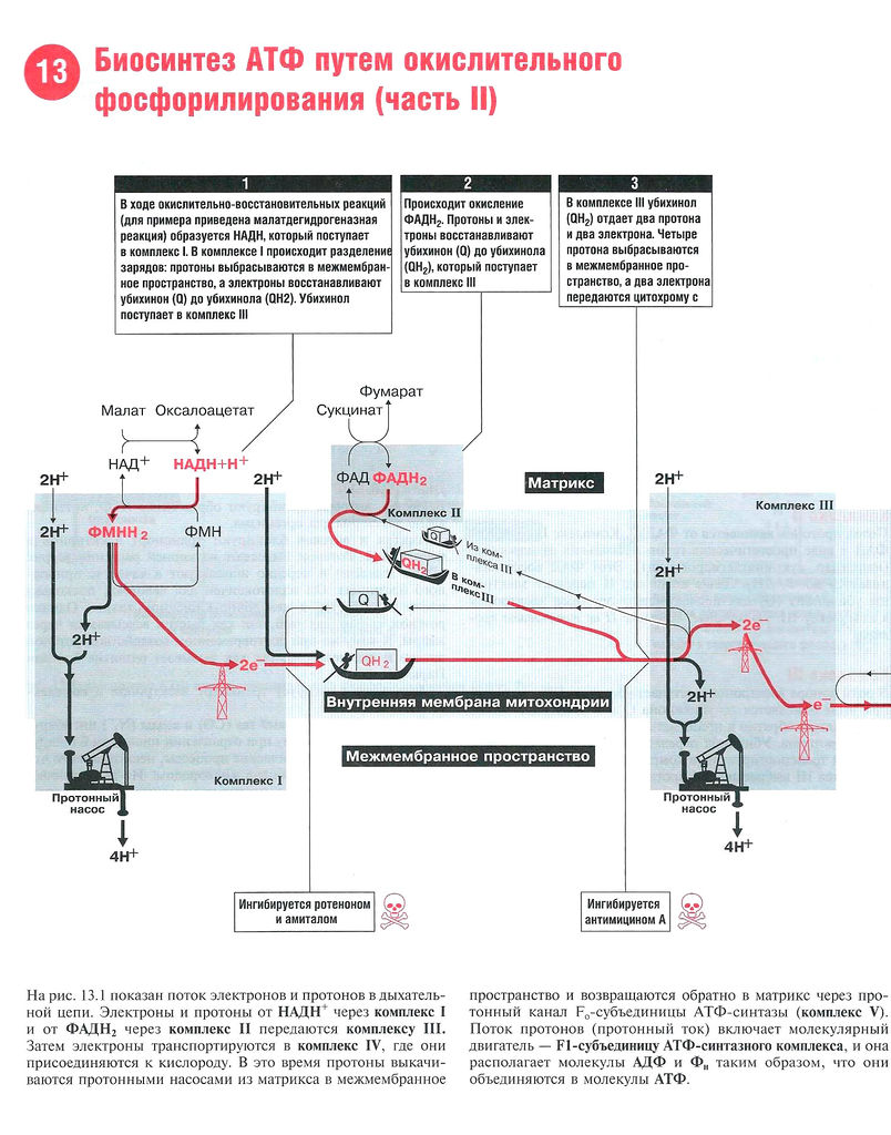 Файл:Scan 36.jpg