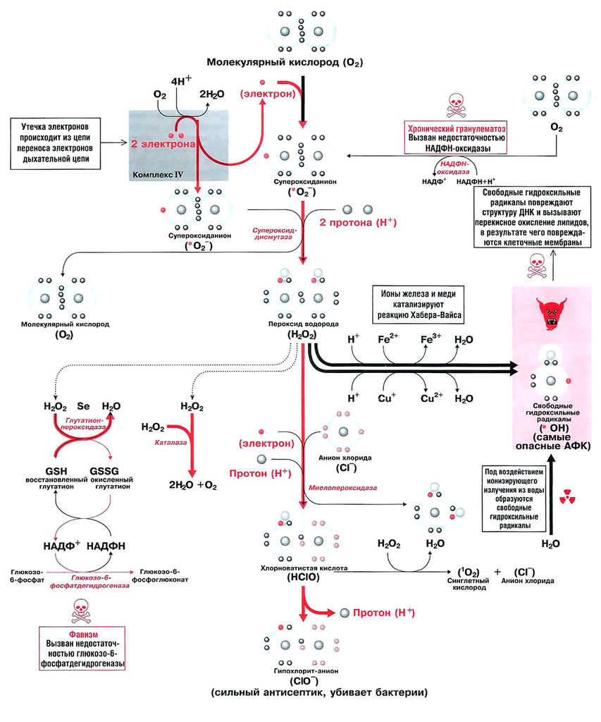 Файл:Bio wiki 15 1.jpg