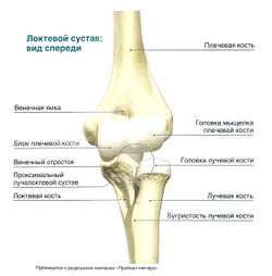 Рентген локтевого сустава в Одинцово и Звенигороде - цена