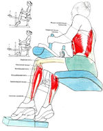 Мышцы, работающие при подъемах на носках стоя