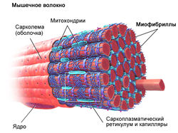 Типы мышечных волокон